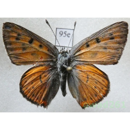 Lycaena alciphron (Rottemburg, 1775) male Bulgaria95e